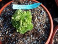Jovibarba globifera cv. Green Globe (Hornát)